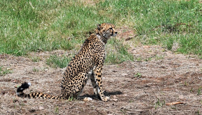 Project Cheetah: Another Cheetah 'Daksha' Dies In MP's Kuno National Park; Third Death In 42 Days