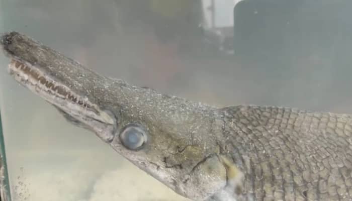 Rare &#039;Alligator Gar&#039; Fish Found During Cleanliness Drive In Srinagar&#039;s Dal Lake