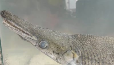 Rare 'Alligator Gar' Fish Found During Cleanliness Drive In Srinagar's Dal Lake