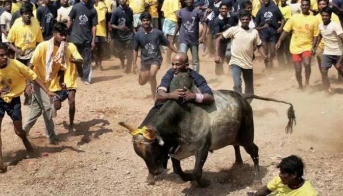 SC To Deliver Verdict On Pleas Against Traditional Bull-Taming Sport &#039;Jallikattu&#039; On Thursday