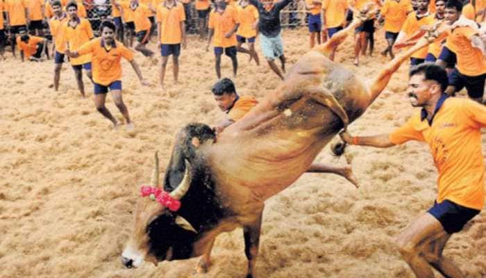 Supreme Court Upholds Tamil Nadu Law Allowing Bull-Taming Sport &#039;Jallikattu&#039;