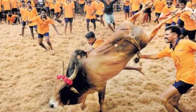 Supreme Court Upholds Tamil Nadu Law Allowing Bull-Taming Sport 'Jallikattu'