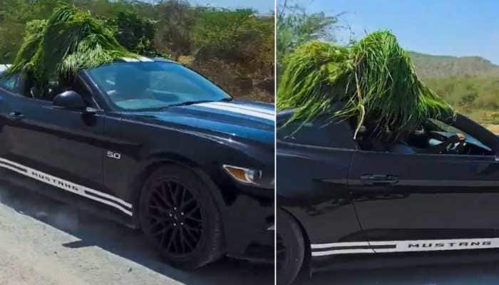 Indian YouTuber Carries Cow Fodder In Ford Mustang Worth Rs 74 Lakh, Video Goes Viral