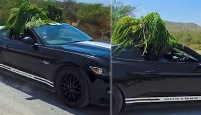 Indian YouTuber Carries Cow Fodder In Ford Mustang Worth Rs 74 Lakh, Video Goes Viral