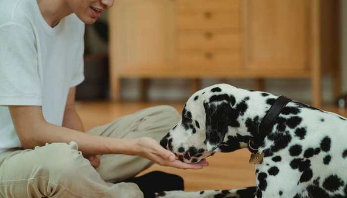 Beat The Heat: 10 Vegetarian Dog Treats To Keep Furry-Friends Cool During Summers