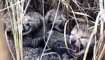 Kuno National Park Turning Death Zone For Cheetahs? Two-Month-Old Cub Dies Of Weakness