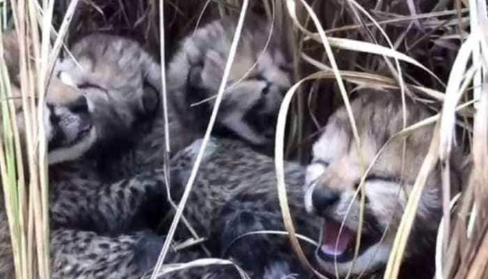 2 More Cheetah Cubs Die At MP&#039;s Kuno Park