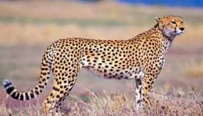 MP's Kuno National Park Gets One More Cheetah, Count Reaches 7
