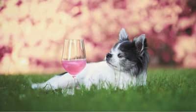 5 Easy-To-Make Dog-Friendly Drinks To Beat The Heat This Summer Season