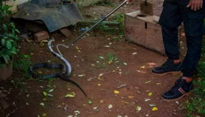 Pre-Wedding Photoshoot With Venomous Snake Is Very Bizarre