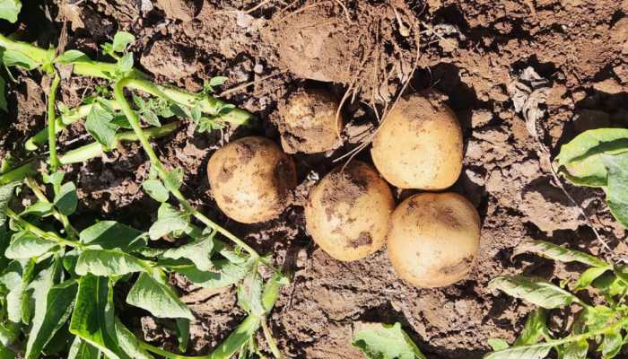Know How Farmers Can Maximize Potato Yields Using PepsiCo's App-Based Agri Solution