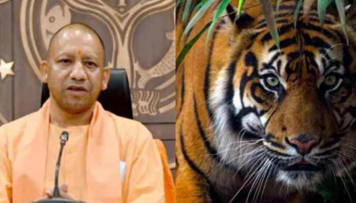 Yogi Adityanath&#039;s Big Action After 4 Tigers Die At Dudhwa Tiger Reserve