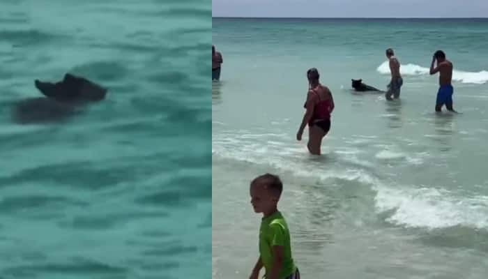Black Bear Spotted At Crowded Florida Beach, Video Goes Viral
