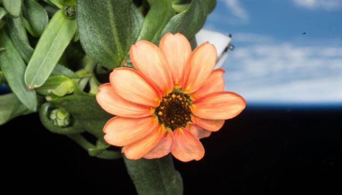 NASA’s Stunning Image Of Flower Grown On ISS Leaves Netizens In Awe