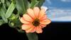 Zinnia