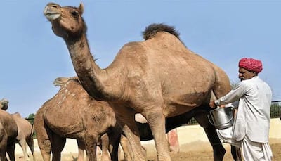 Rajasthani Engineer Quit High-Paying Job To Promote Camel Milk, Earning In Crores