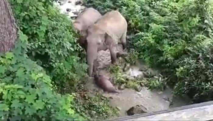 The Viral Video Of Mother Elephant Trying To Revive Dead Calf Is Heartbreaking