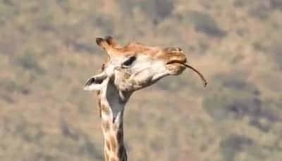 Viral Video Shows Giraffe Defying Norms By Feasting On Bone, Internet Shocked