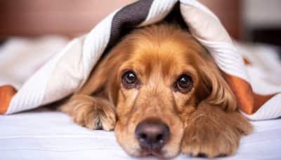 Reducing Anxiety In Dogs: 9 Effective Strategies For A Calmer Furry-Friend