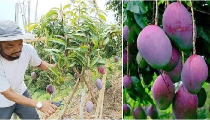 How A Painter's Love For Mangoes Changed His Life: He Now Grows World's Most Expensive Mangoes in Tripura, Priced Rs 2.75 Lakh Per Kg