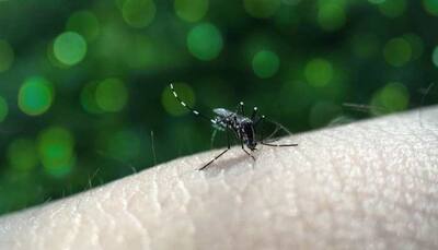 Dengue: Spot Symptoms, Early Prevention And All About The Vector Borne Disease