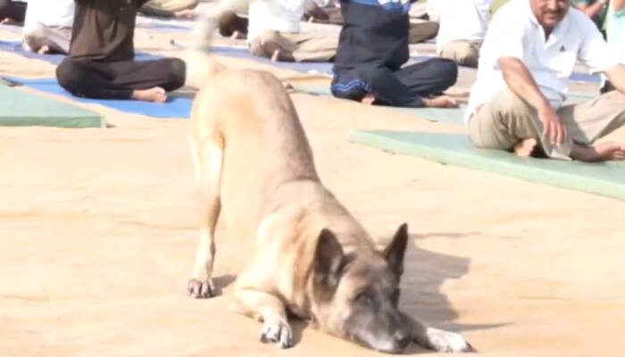 Heartwarming Video Goes Viral! Dog Joins Humans In Yoga Session — WATCH