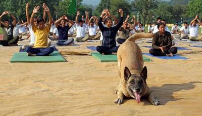WATCH- Dog Performs Yoga: ITBP Canine Celebrates International Yoga Day Paw-fully!