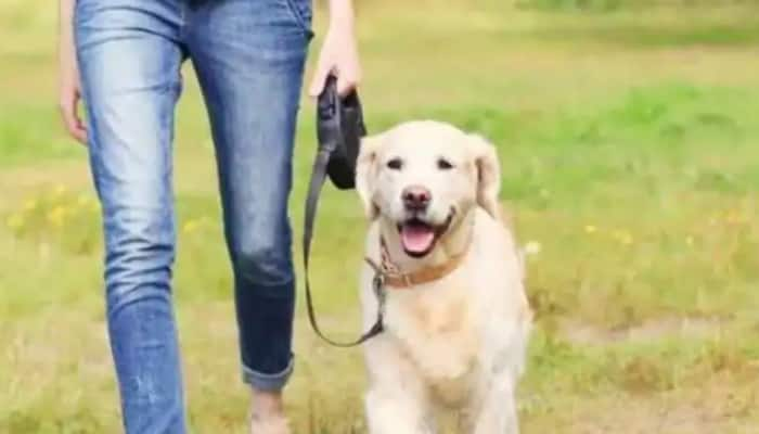 American Family Seeks Dog Nanny For Their Canines: Offers Jaw-Dropping Salary