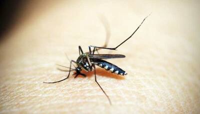 Viral Diseases: Dengue, Zika, And Chikungunya Cases May Rise Due To El Nino, Says WHO
