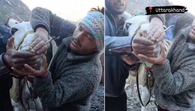 Watch: 2 Men Force Horse To Smoke Weed On Way To Kedarnath Temple In Viral Video, Police Reacts