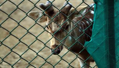 Delhi Set To Lose Its Famous Deer Park In Hauz Khas, Here's Why?