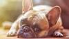 Dehydration In Pets: Causes, Symptoms And Risks - Check Expert's Advice