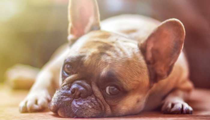 Dehydration In Pets: Causes, Symptoms And Risks - Check Expert's Advice
