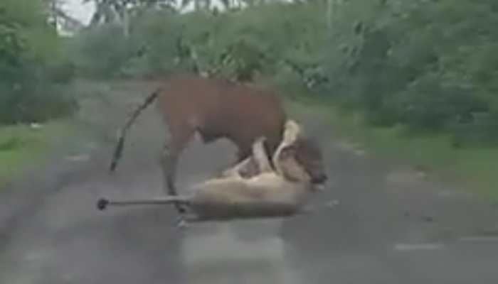 Farmer Treats Giant Lioness &#039;Like A Dog&#039;, Saves His Cow Like A Pro - Watch