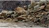 Uttarakhand: 4 Dead, 10 Injured Due To Falling Debris On Gangotri National Highway Near Gangnani