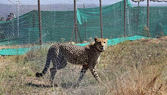Another Cheetah Dies At MP&#039;s Kuno National Park, 7th Since March 