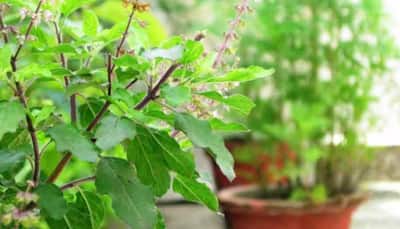 Monsoon Survival Guide: Enhance Skin Health and Digestion With These Herbs