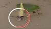 snake in flood water rajghat