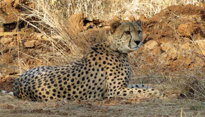 Explained: Why Are Kuno&#039;s Cheetahs Dying?