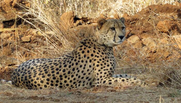 Explained: Why Are Kuno's Cheetahs Dying?