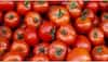 decrease in tomato price