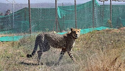 'Due To Natural Causes': Centre On Deaths Of Cheetahs At MP's Kuno National Park