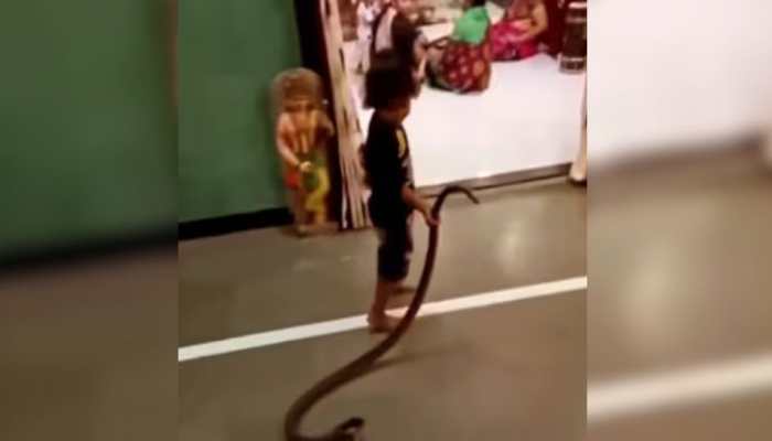 Viral Video: Internet Goes Crazy As Toddler Drags Giant Snake Into Home - Watch
