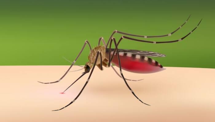 Delhi Floods: Waterlogging Raises Risk Of Dengue- Preventive Tips To Follow