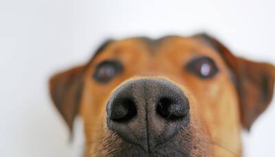 Dogs To Detect Covid? Study Reveals Sniffer Canines Are Better At Detection Than RT-PCR Tests