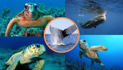 Animals With Best Capacity To Hold Breath Underwater