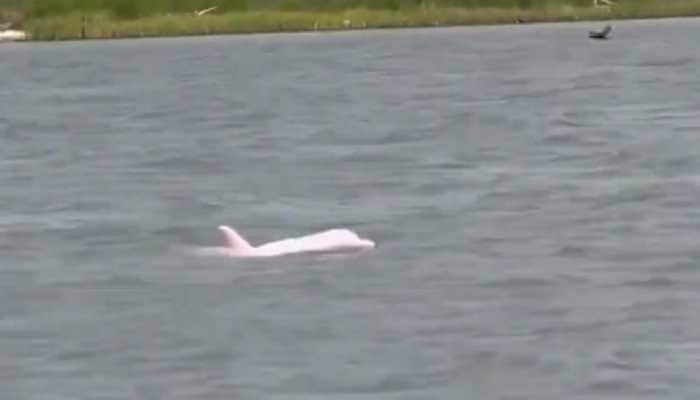 Rare Pink Dolphin Spotted In Louisiana Waters: Is This the Famous ‘Pinky’?