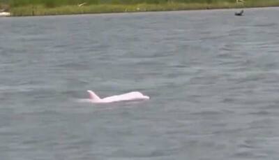Rare Pink Dolphin Spotted In Louisiana Waters: Is This the Famous ‘Pinky’?