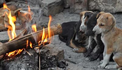 Barbaric! Gorakhpur Man Poisons Dog, Seven Puppies, Burns Their Bodies