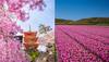 pink destinations